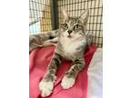 Adopt Kiara a Domestic Short Hair