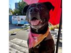Adopt Meadow a Pit Bull Terrier, Hound