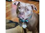Adopt Peaches a Pit Bull Terrier