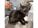 Adopt Odessa a Oriental Short Hair