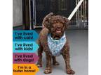 Adopt Chloe a Poodle, Cocker Spaniel