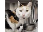 Adopt Butters a Domestic Short Hair