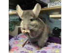 Adopt Luna a Chinchilla