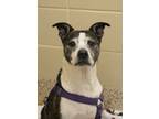 Adopt Zola 4919 a Mixed Breed