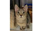 Adopt Coconut 53100 a Domestic Short Hair