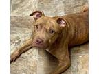 Adopt Celine a Terrier, Boxer
