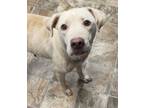Adopt Alexandra a Labrador Retriever