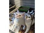 Adopt Magnolia a Domestic Short Hair