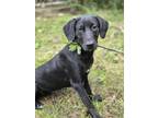 Adopt Dina a Labrador Retriever