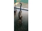 Adopt 24-0931 a Siamese