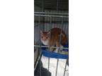 Adopt Pumpkin a Domestic Short Hair