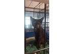 Adopt 24-1487 a Domestic Short Hair