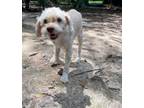 Adopt Dixie a Cocker Spaniel, Standard Poodle