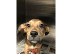 Adopt Aubree a Shepherd, Mixed Breed