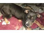Adopt Fran a Pit Bull Terrier, Mixed Breed