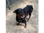 Adopt Sarah Jessica Barker a Rottweiler, Mixed Breed