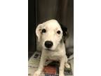 Adopt Joyce a Retriever, Mixed Breed