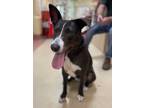 Adopt Bunny a American Staffordshire Terrier, Border Collie