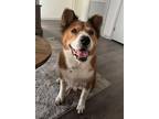 Adopt Reba a Chow Chow, Mixed Breed