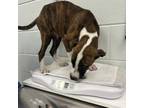 Adopt Syrax a Pit Bull Terrier