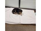 Adopt Chaos a Beagle, Hound