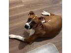 Adopt Meleys a Pit Bull Terrier