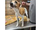 Adopt Nutella ~ a Terrier