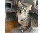 Adopt Judy Otter a Tabby, Domestic Short Hair