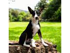 Adopt PUPPY ROXY a Border Collie