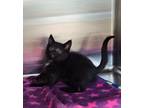 Adopt Ice Cream a Abyssinian