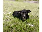 Adopt Stacy a Terrier