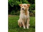 Adopt Sunnie a Golden Retriever, Border Collie