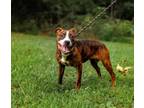 Adopt Rue a American Staffordshire Terrier