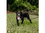 Adopt Lacy a Terrier