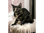 Adopt Callie a Domestic Short Hair