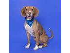 Adopt Beanie a Beagle