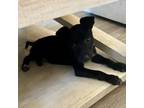 Adopt Sadie May a Black Labrador Retriever