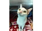 Adopt Lulu a American Shorthair, Domestic Short Hair