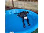 Adopt Furiosa a Black Labrador Retriever, Mixed Breed