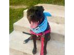 Adopt Burberry a Pit Bull Terrier