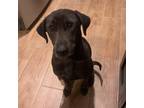 Adopt Laney a Blue Lacy, Mixed Breed