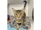 Adopt Friday a Domestic Short Hair