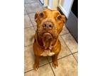 Adopt Scarlett a Pit Bull Terrier