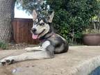 Adopt Lola a Husky