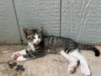 Adopt Checkers SC a Domestic Short Hair