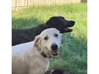 Adopt Paris Simone SAT a Great Pyrenees