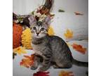 Adopt Bowie a Domestic Short Hair