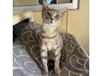 Adopt Pecan a Domestic Short Hair