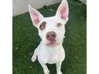 Adopt Jubilee a Terrier, Mixed Breed