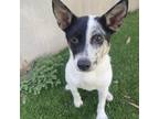 Adopt Missy a Terrier, Mixed Breed